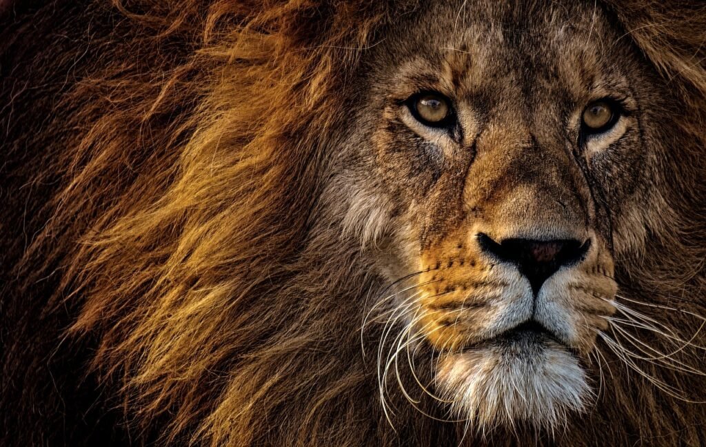 Unveiling the Enigma: The Allure of Sigma Males